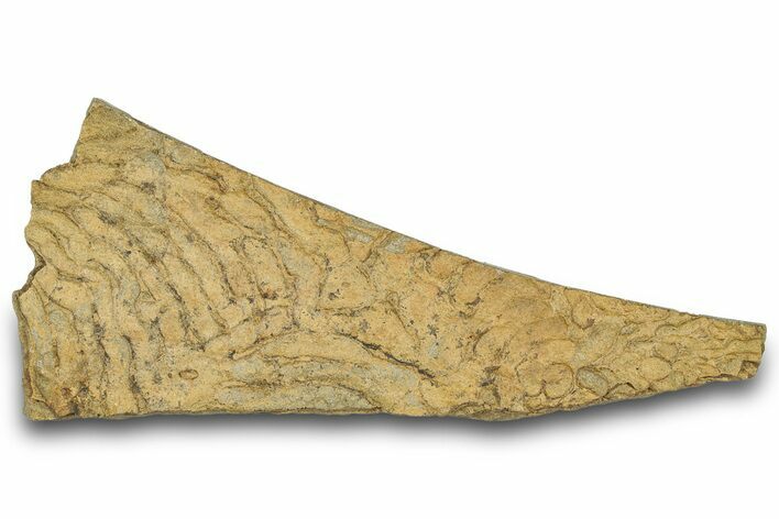 Pennsylvanian, Fossil Microbial Mat - Oklahoma #301905